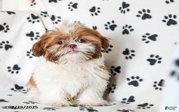 Shih Tzu dogs for sale: Charlie - Image 9