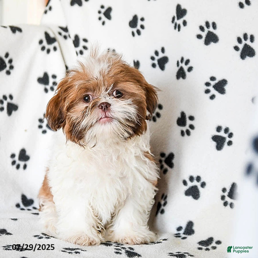 Shih Tzu dogs for sale: Charlie - Image 9