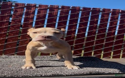 American Bully dogs for sale: Shadow - Image 1