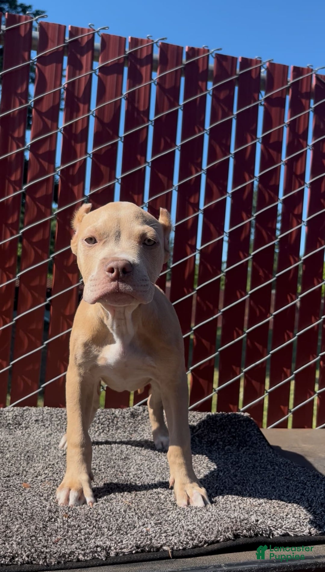American Bully dogs for sale: Shadow - Image 1