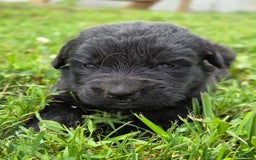 Newfoundland dogs for sale: Lexi - Image 6