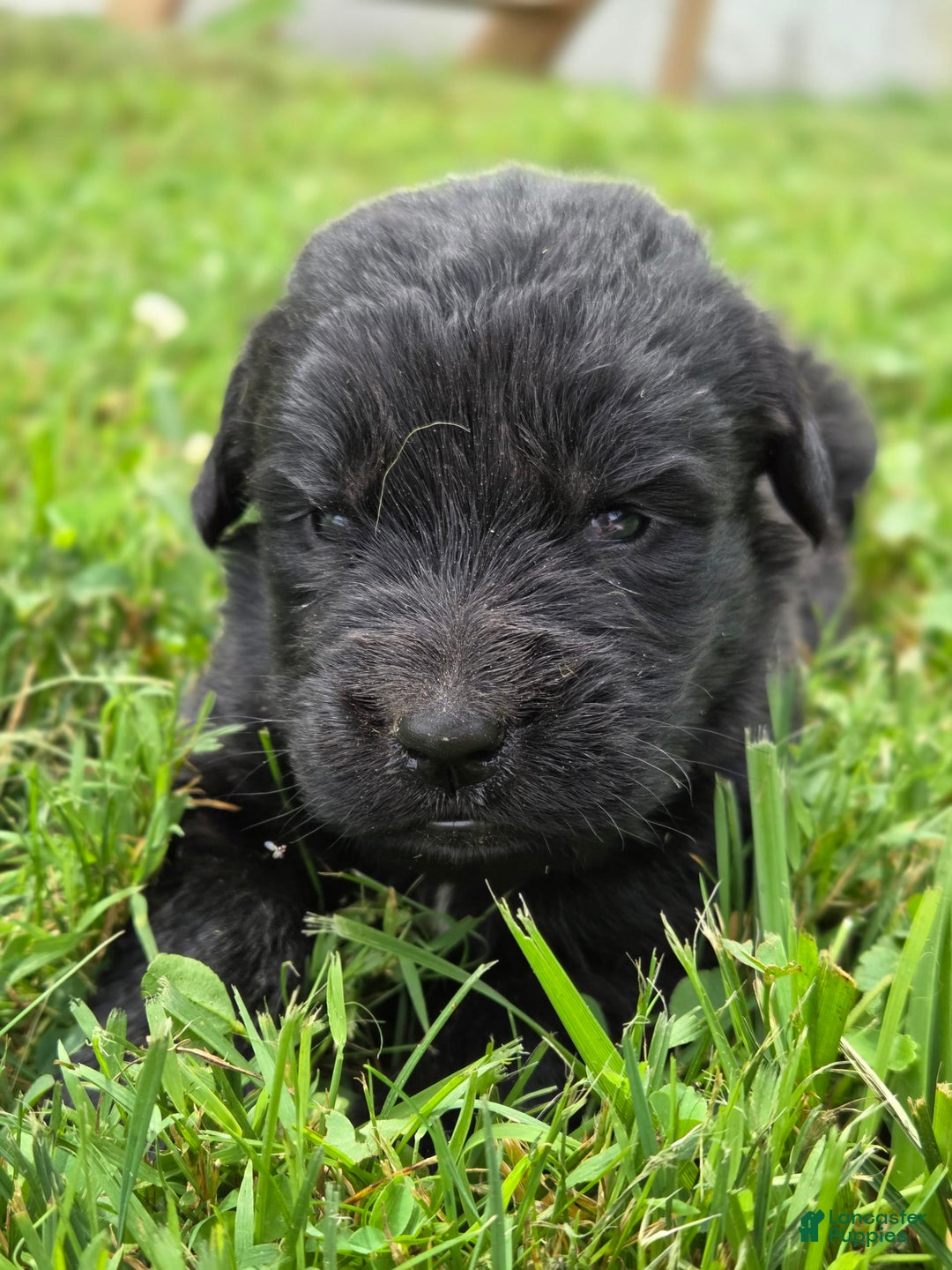 Newfoundland dogs for sale: Lexi - Image 6