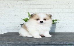 Pomeranian dogs for sale: Willow - Image 3