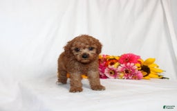 Mini Goldendoodle dogs for sale: Bryssa - Image 2