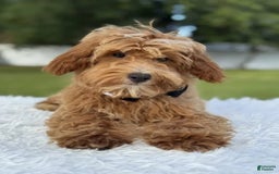 Mini Goldendoodle dogs for sale: Waffles - Image 4