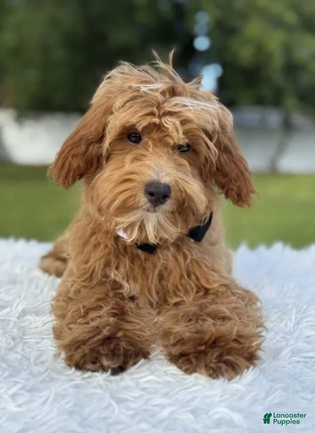 Mini Goldendoodle dogs for sale: Waffles - Image 4