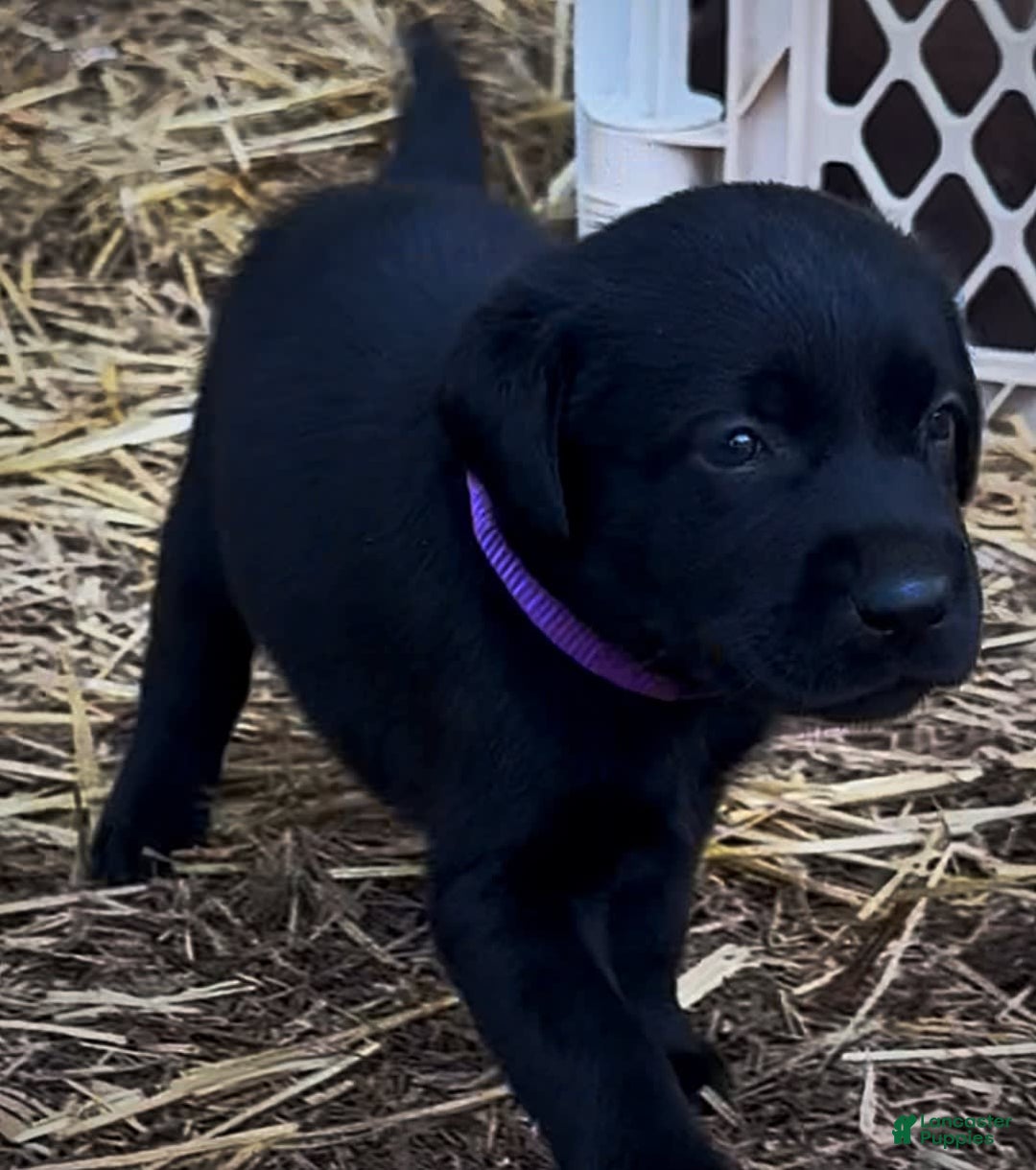 Labrador Retriever dogs for sale: Ruby - Image 5