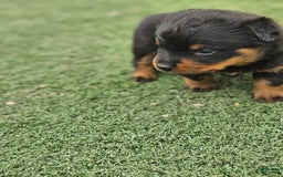 Rottweiler dogs for sale: No Name - Image 2