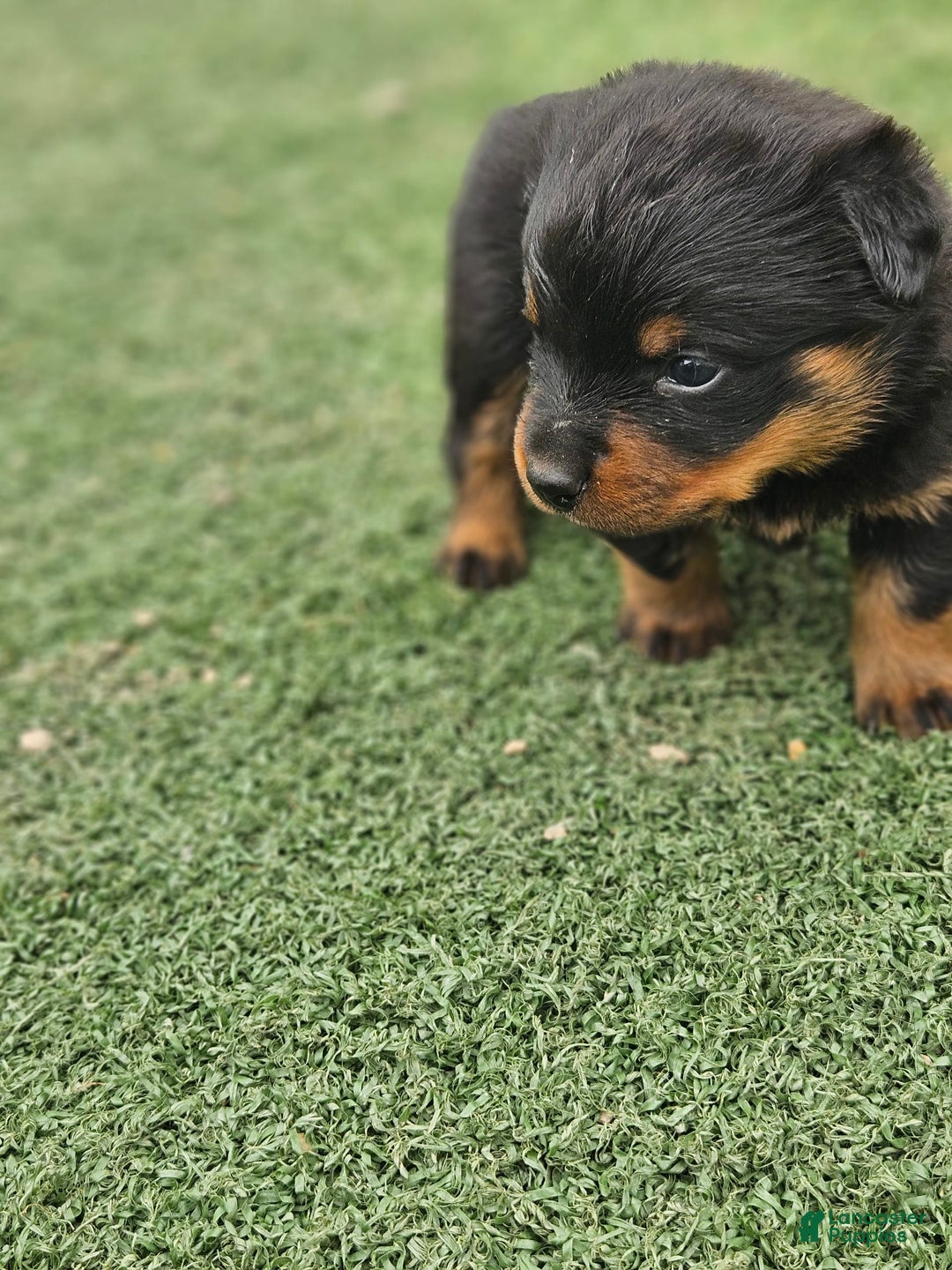 Rottweiler dogs for sale: No Name - Image 2