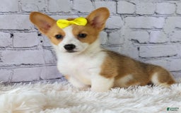 Welsh Corgi Pembroke dogs for sale: Lacey - Image 1