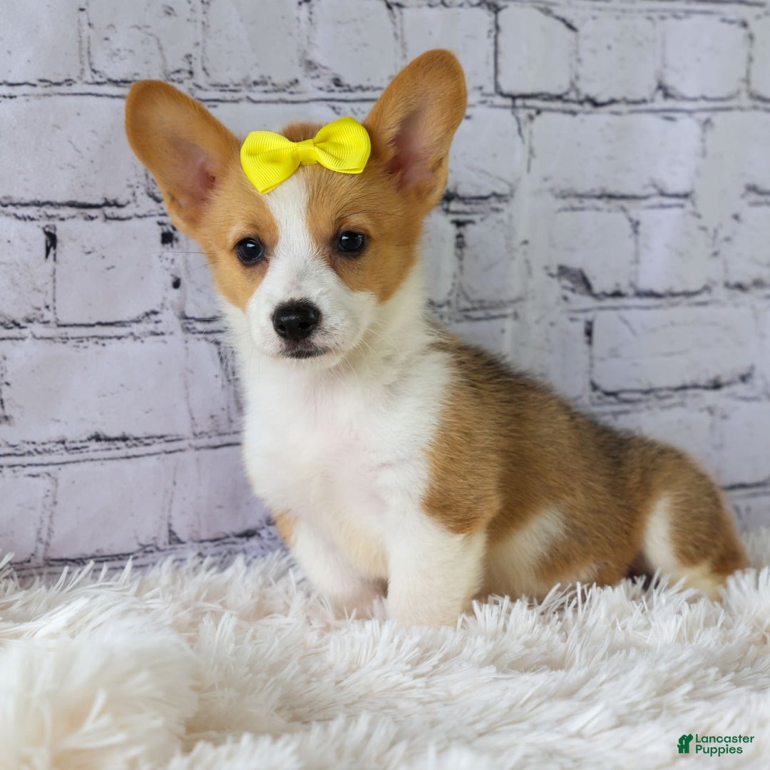 Welsh Corgi Pembroke dogs for sale: Lacey - Image 1