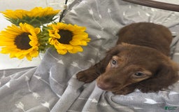 Miniature Dachshund dogs for sale: Lacie - Image 2