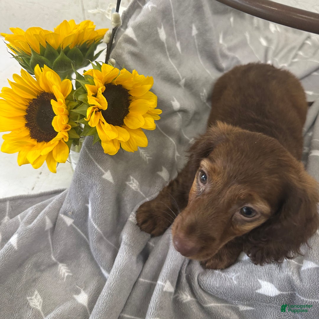 Miniature Dachshund dogs for sale: Lacie - Image 2