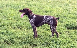German Shorthaired Pointer dogs for sale: Kyler - Image 8