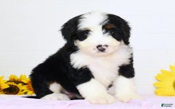 Mini Bernedoodle dogs for sale: Callie - Image 5