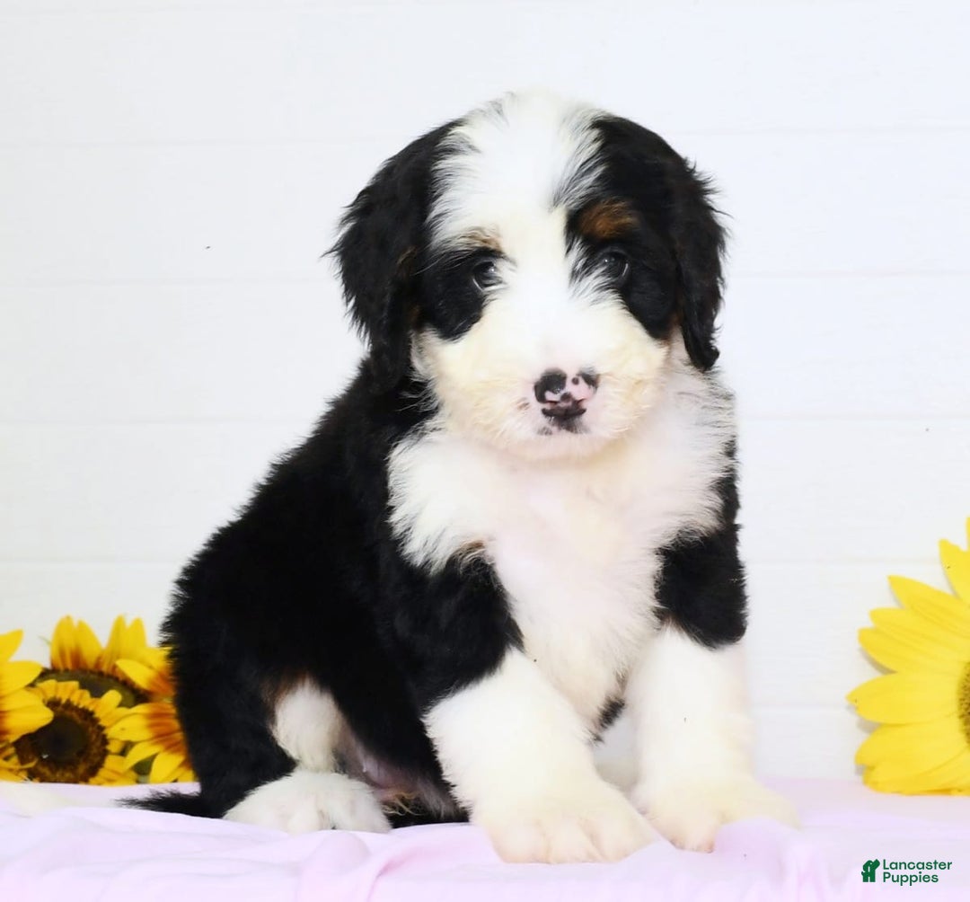 Mini Bernedoodle dogs for sale: Callie - Image 5