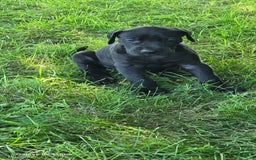 Great Dane dogs for sale: Onyx - Image 17