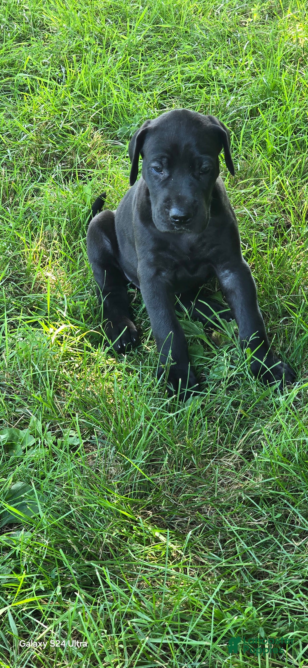 Great Dane dogs for sale: Onyx - Image 17