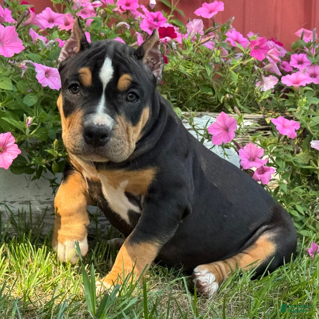 American Bully dogs for sale: Ryleigh - Image 3
