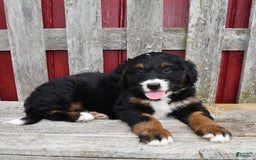 Bernedoodle dogs for sale: Candy - Image 7