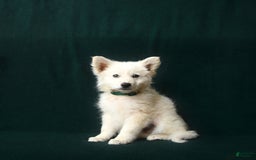 American Eskimo dogs for sale: Taylor - Image 3
