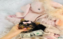 Yorkshire Terrier dogs for sale: Jackie - Image 3
