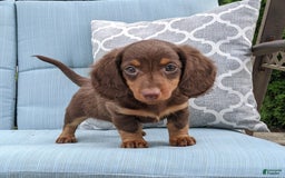 Miniature Dachshund dogs for sale: Coco - Image 10