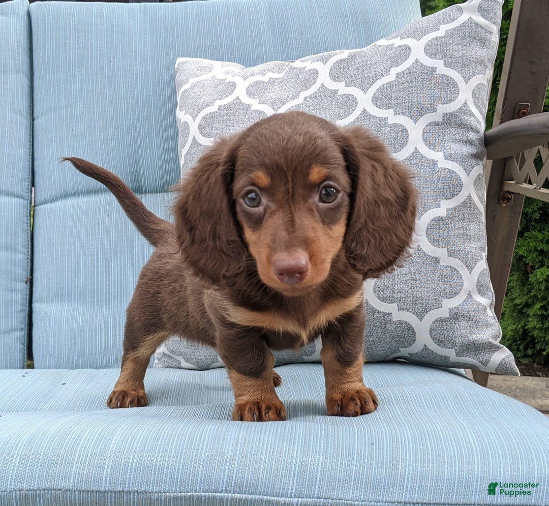 Miniature Dachshund dogs for sale: Coco - Image 10