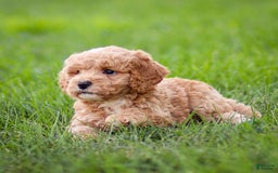Goldendoodle dogs for sale: Olivia - Image 9
