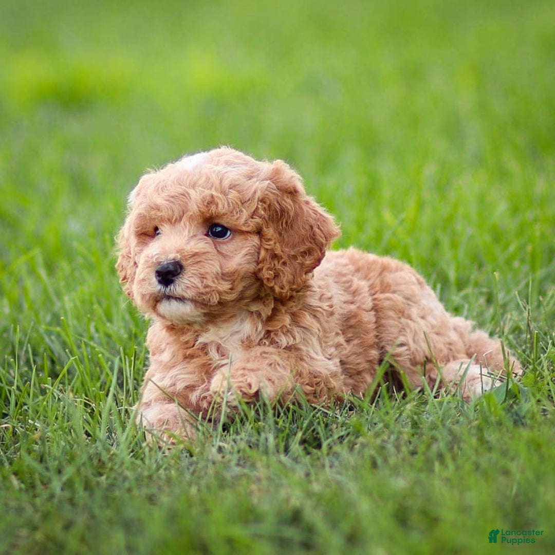 Goldendoodle dogs for sale: Olivia - Image 9