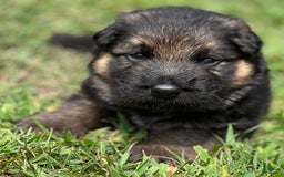 German Shepherd dogs for sale: Boy - Image 3