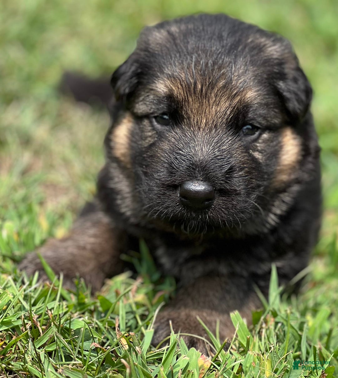 German Shepherd dogs for sale: Boy - Image 3