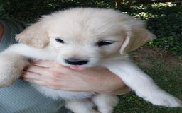 Golden Retriever dogs for sale: Pixie - Image 6