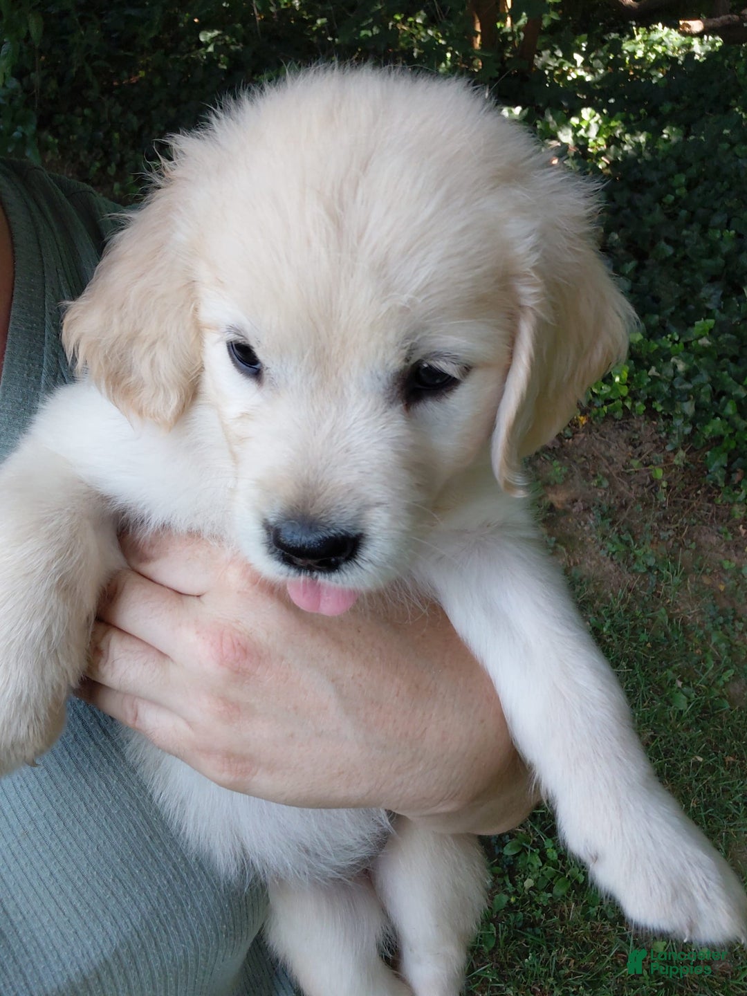 Golden Retriever dogs for sale: Pixie - Image 6