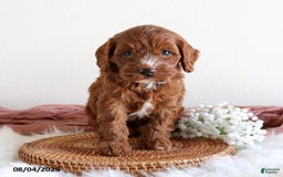 Cavapoo dogs for sale: Emma - Image 1