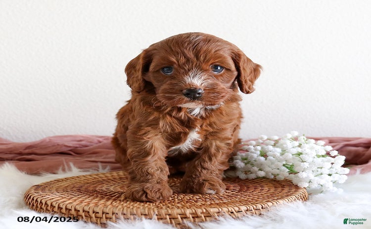 Cavapoo dogs for sale - Ad 2