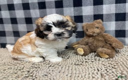 Teddy Bear dogs for sale: Adam - Image 3