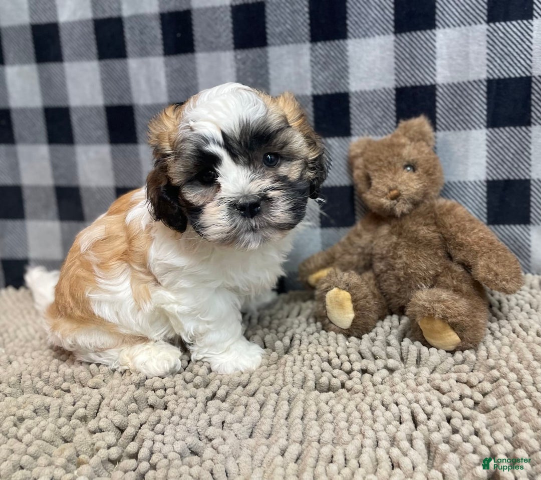 Teddy Bear dogs for sale: Adam - Image 3