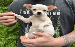 Chihuahua dogs for sale: Bianca - Image 8