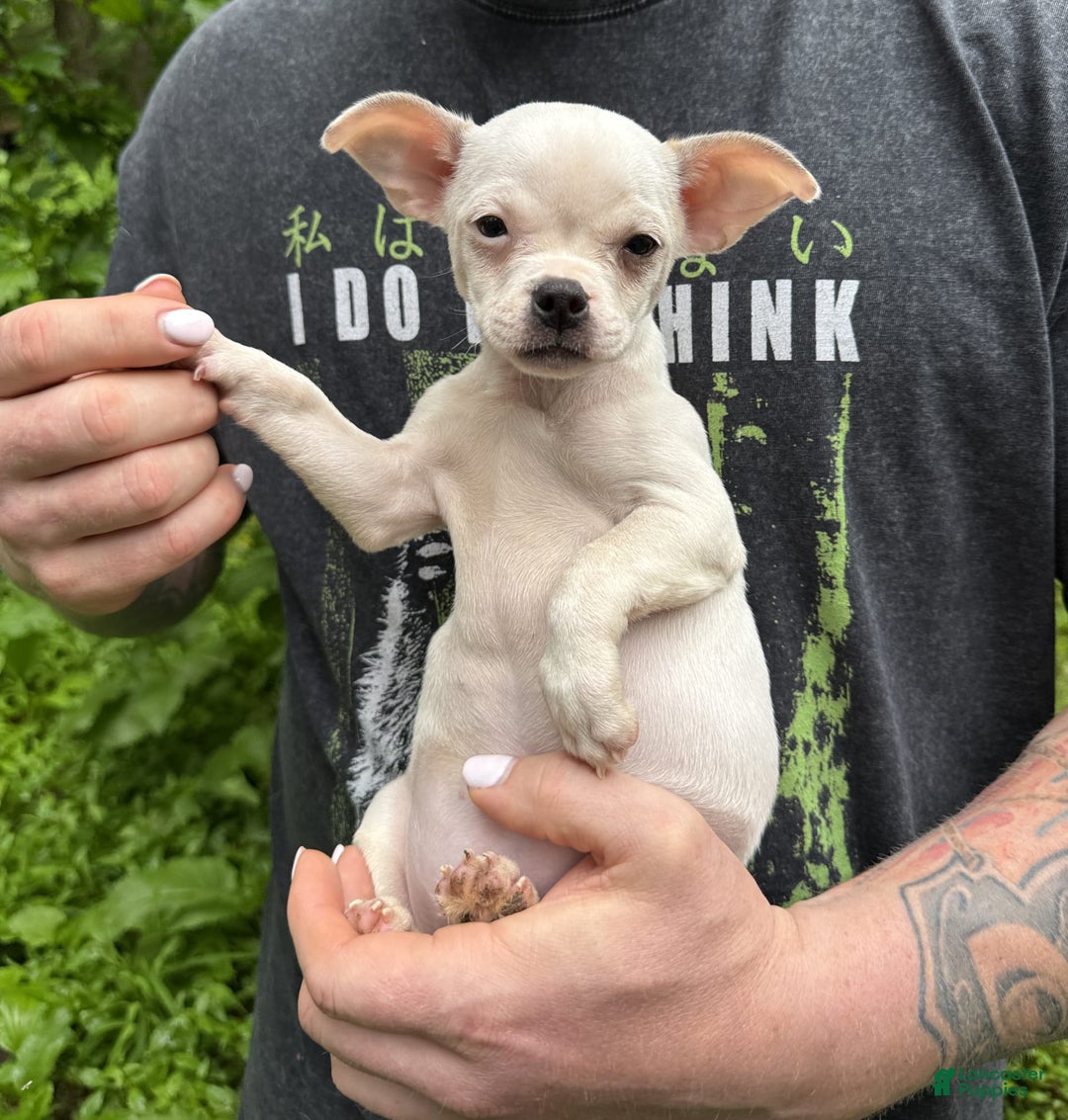 Chihuahua dogs for sale: Bianca - Image 8