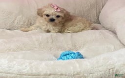 Shihpoo dogs for sale: Diva - Image 1