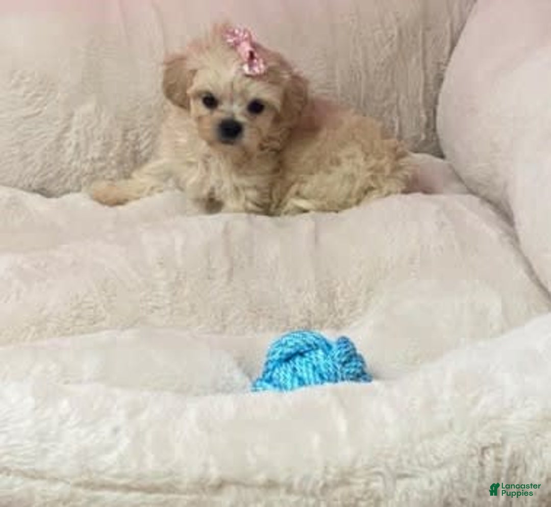 Shihpoo dogs for sale: Diva - Image 1