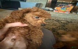 Toy Poodle dogs for sale: Elmer - Image 3