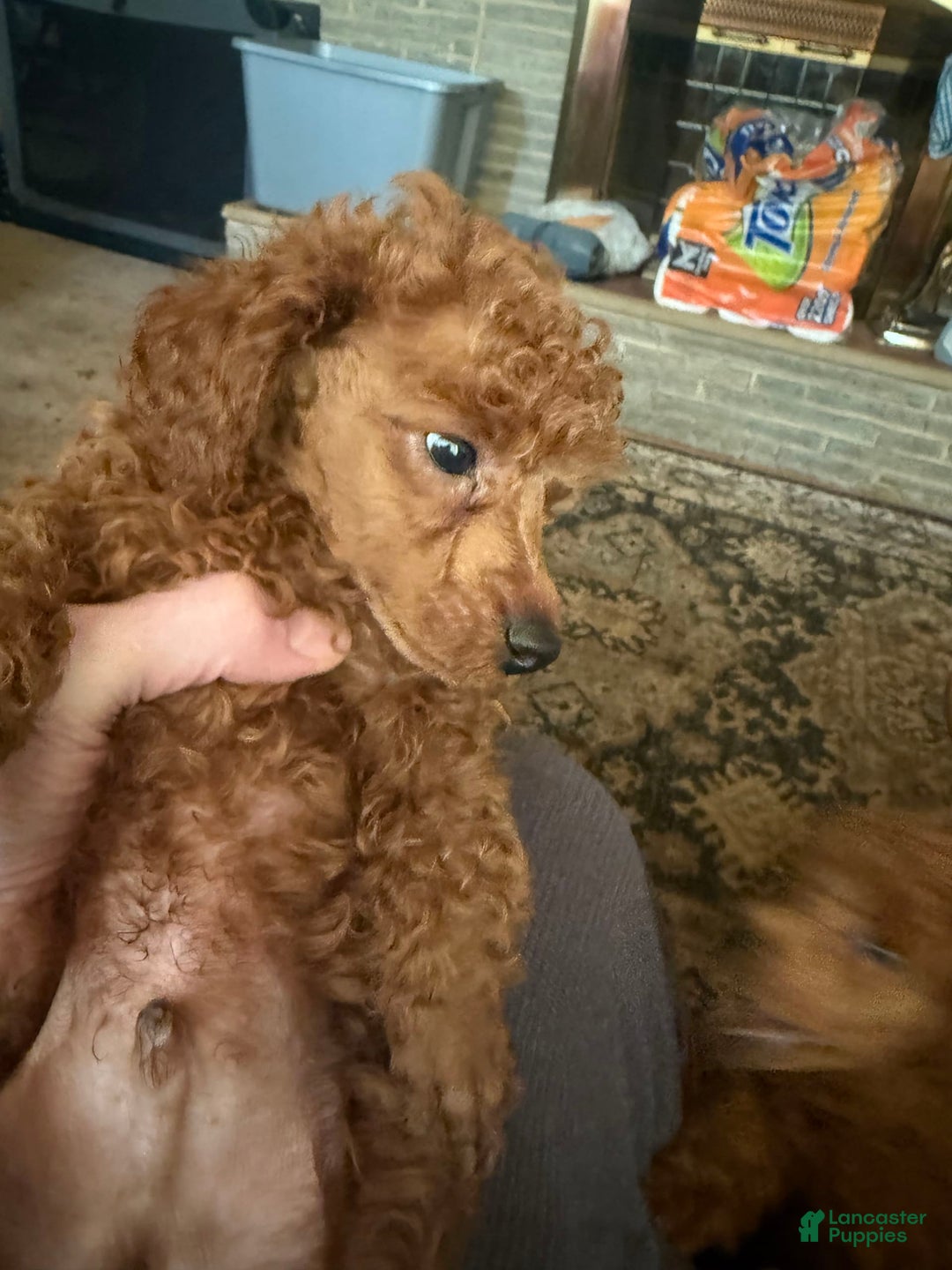 Toy Poodle dogs for sale: Elmer - Image 3