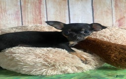 Toy Fox Terrier dogs for sale: Bitsy - Image 1