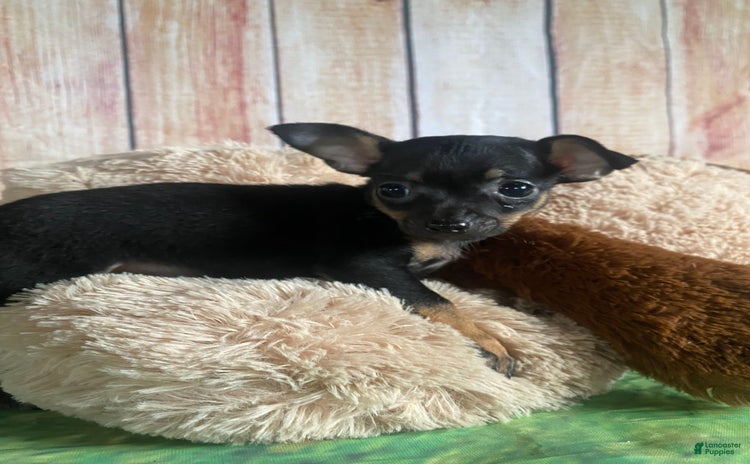 Toy Fox Terrier dogs for sale - Ad 3