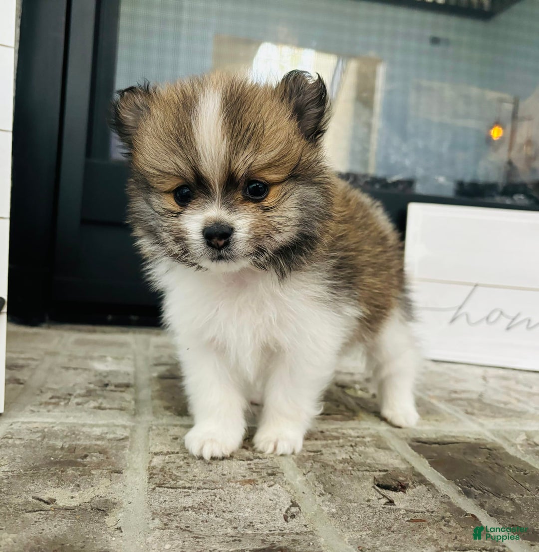 Pomeranian dogs for sale: Turbo - Image 4