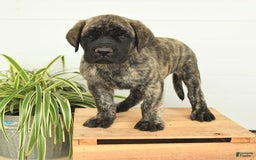 English Mastiff dogs for sale: Mr Grizzle - Image 9