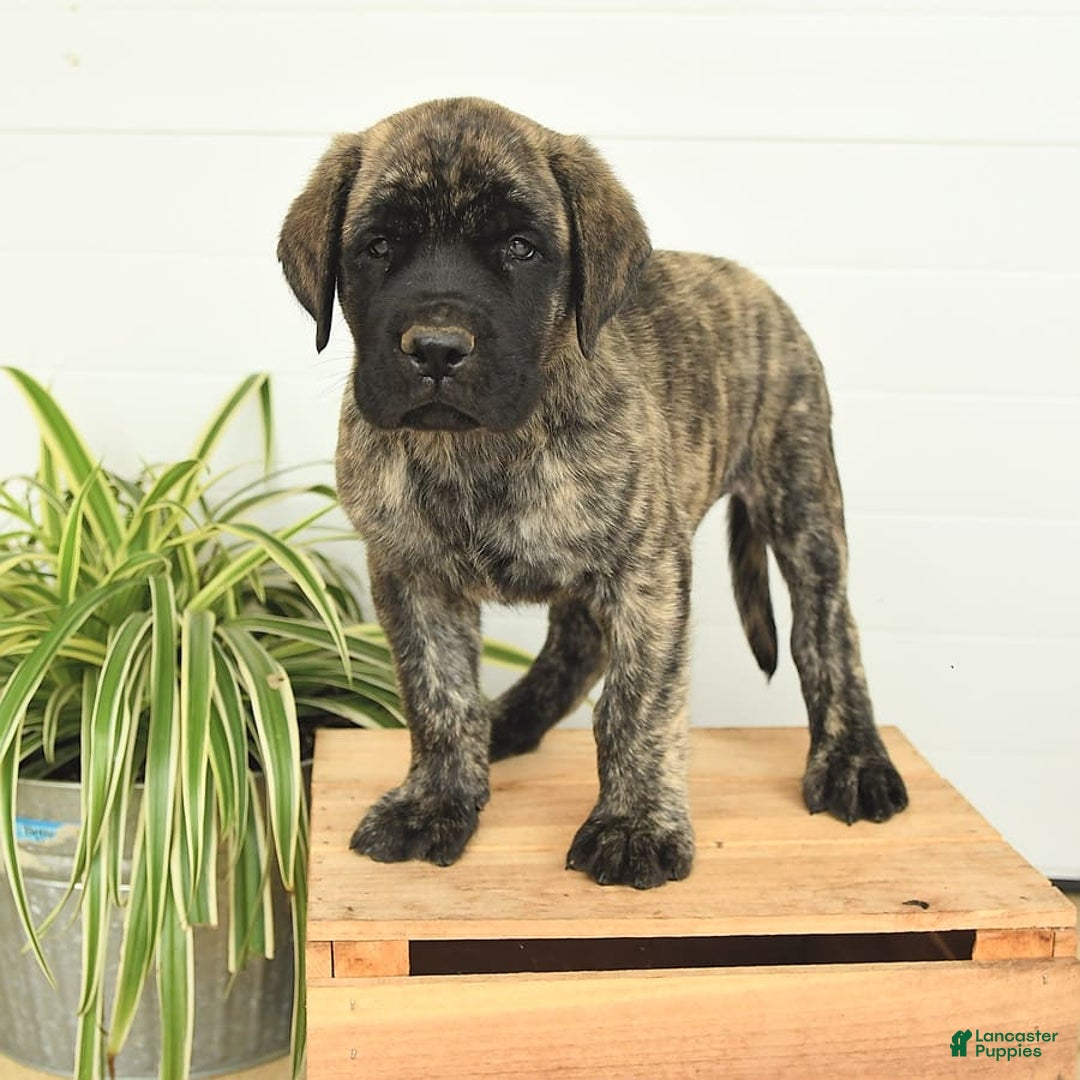 English Mastiff dogs for sale: Mr Grizzle - Image 9