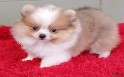 Pomeranian dogs for sale: Tinker - Image 5